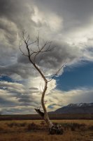 Vertical Tall Tree and Cloud Laura Zirino.jpg