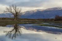Farmer\'s Pond Reflection Laura Zirino.jpg
