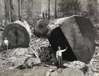 lumberjacks-redwood-3[5].jpg