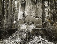 lumberjacks-redwood-9[6].jpg