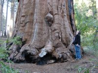 Sequoia in the North Grove.jpg