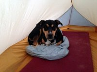 Jade in tent.JPG