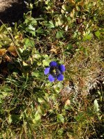 Mountain bog gentian 2.JPG