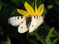 Monument + Electric Peak 028.JPG