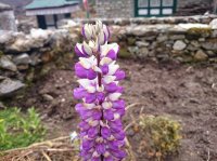 DSC_0868.JPG DSC_0868.JPG