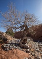 trachyte-creek-2015-14.jpg trachyte-creek-2015-14.jpg