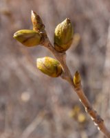 trachyte-creek-2015-17.jpg trachyte-creek-2015-17.jpg