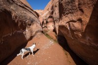 trachyte-creek-2015-44.jpg trachyte-creek-2015-44.jpg