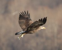 Bald Eagle PDN 2-1.jpg
