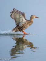 ducks cambridge-1.jpg