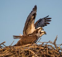 ospreys-1.jpg