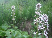 114_4408.JPG 114_4408.JPG