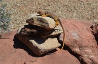 DSC_0042 (1024x681).jpg DSC_0042 (1024x681).jpg