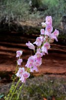 Red Cliff Wandering-1.jpg