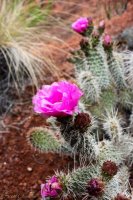 Red Cliff Wandering-3.jpg