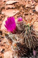 Red Cliff Wandering-7.jpg