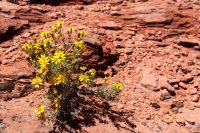 Red Cliff Wandering-10.jpg