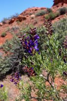 Red Cliff Wandering-14.jpg