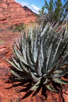 Red Cliff Wandering-15.jpg