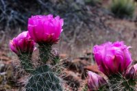 Red Cliff Wandering-18.jpg