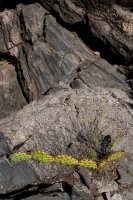 ZC0D3467.jpg ZC0D3467.jpg