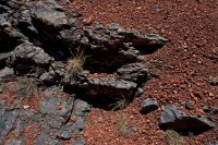 ZC0D3518.jpg ZC0D3518.jpg