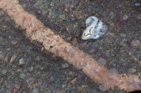 ZC0D3529.jpg ZC0D3529.jpg