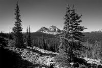 Reids and Bald.jpg Reids and Bald.jpg