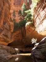 the-zion-narrows-53.jpg the-zion-narrows-53.jpg