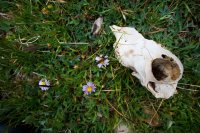 Sheep skull.jpg