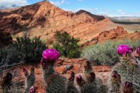 Red Cliff Wandering-30.jpg