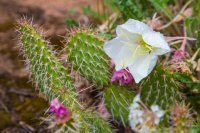 moqui-madness-17.jpg moqui-madness-17.jpg