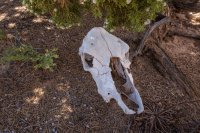 moqui-madness-55.jpg moqui-madness-55.jpg