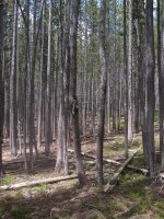 Old_Faithful_Loop_033.jpg Old_Faithful_Loop_033.jpg