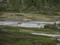 Old_Faithful_Loop_087.jpg Old_Faithful_Loop_087.jpg