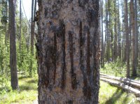 Old_Faithful_Loop_097.jpg Old_Faithful_Loop_097.jpg