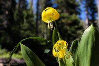 Mt Zirkel-RMNP-7.jpg