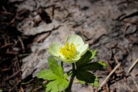 Mt Zirkel-RMNP-20.jpg