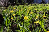 Mt Zirkel-RMNP-48.jpg