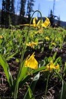 Mt Zirkel-RMNP-49.jpg