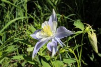 Mt Zirkel-RMNP-56.jpg