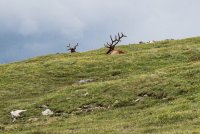 Mt Zirkel-RMNP-60.jpg