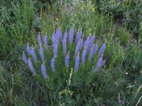 Millcreek_13.jpg Millcreek_13.jpg