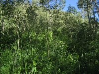 Millcreek_21.jpg Millcreek_21.jpg