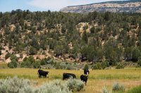 2015-06-26 13.33.51.jpg