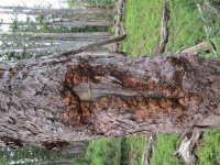 IMG_0519 (600x800).jpg