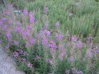 IMG_4007.JPG IMG_4007.JPG