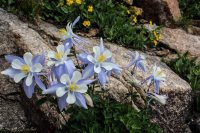 ROMO Wild Basin-36.jpg