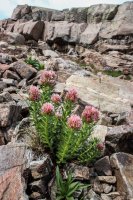 ROMO Wild Basin-49.jpg