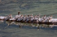 B73A3220.jpg B73A3220.jpg